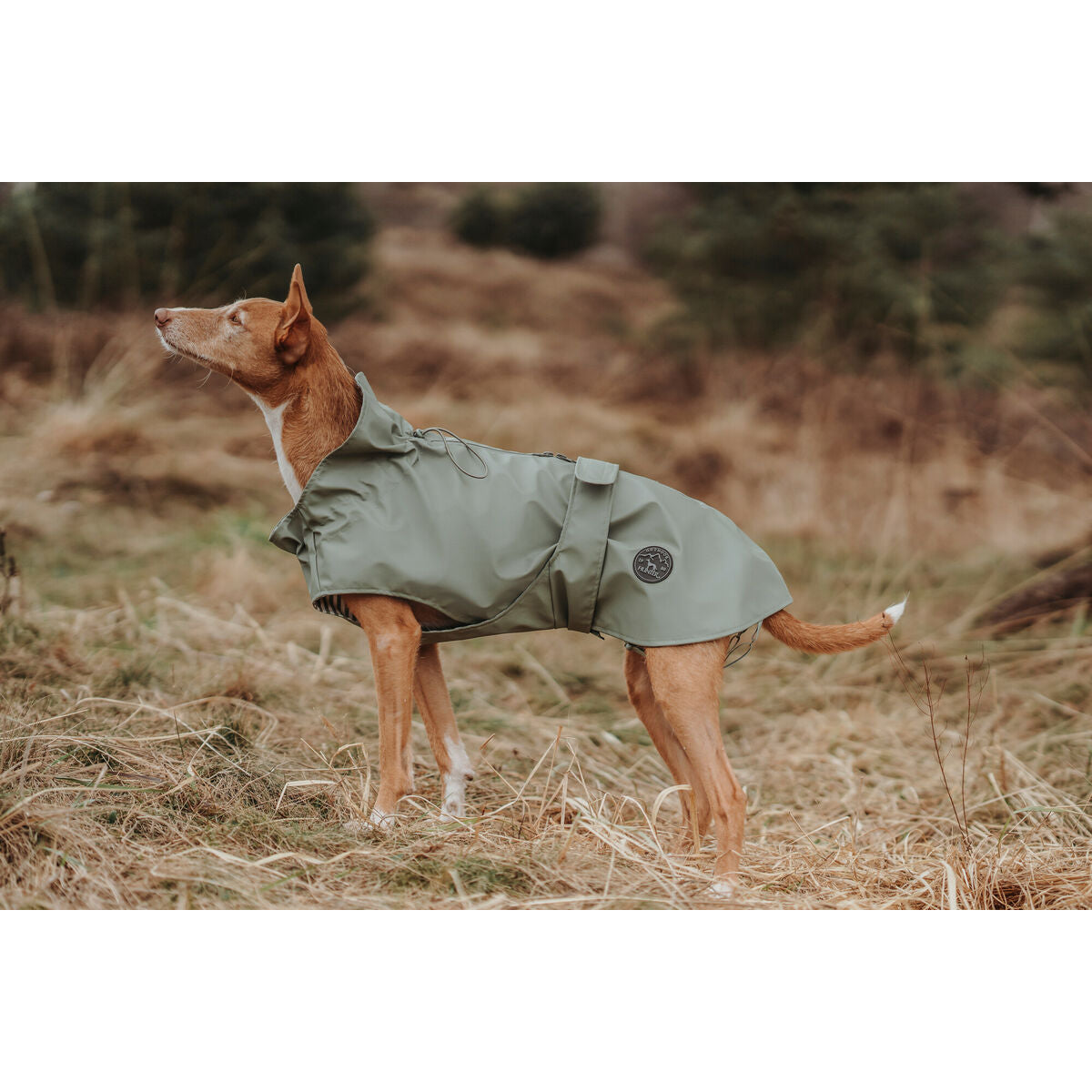 Manteau pour Chien Hunter Milford – Vert Sauge | Imperméable & Léger